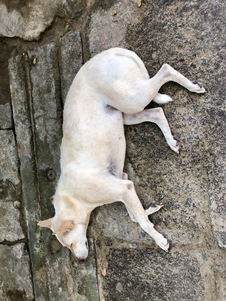 印度一座寺庙，一只野狗在炎热的路面上睡觉图片下载