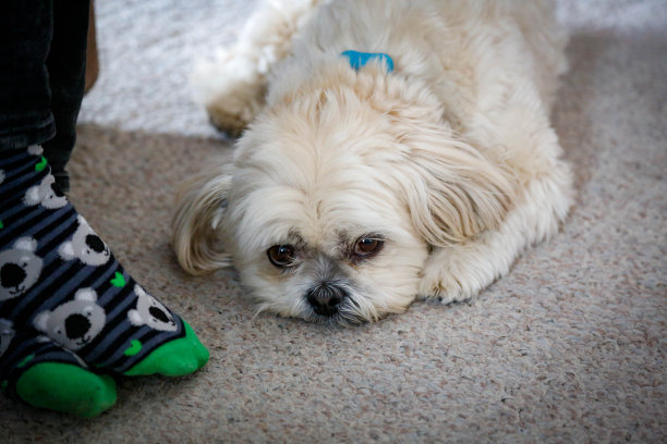 呆在家里素材图片