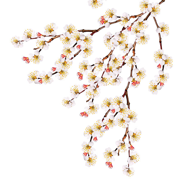 花孤立在白色的背景上图片下载