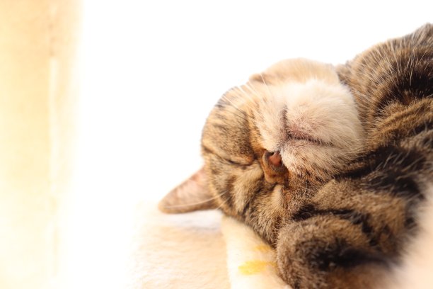 治疗猫睡觉。图片下载