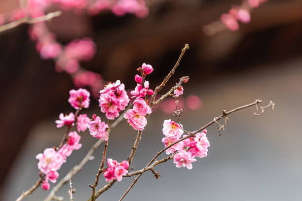 这是日本岐阜县高山公园里一棵粉红色蓬松的樱花，初春时节，花蕾正在绽放图片下载