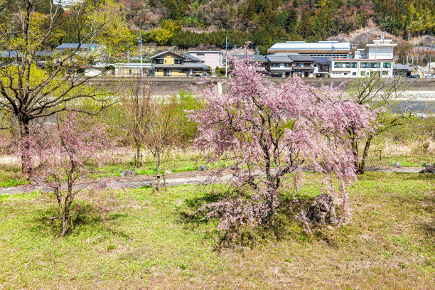 日本的Gero Onsen和岐阜县沿河盛开的白色粉色樱花树，春天花瓣盛开，绿草如茵图片下载