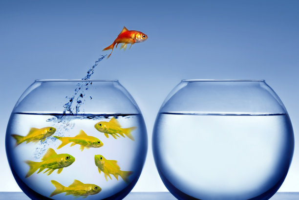 金鱼跳出了水图片下载