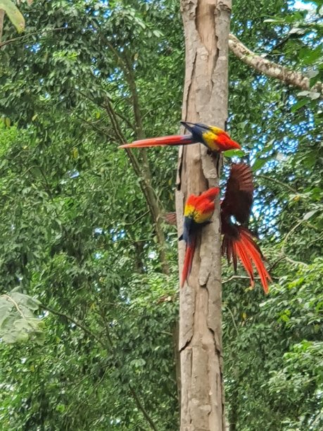树上的金刚鹦鹉图片下载