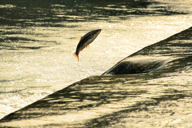 返回海面航段VD702图片下载
