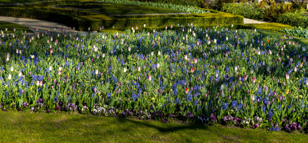郁金香在Vondelpark图片下载