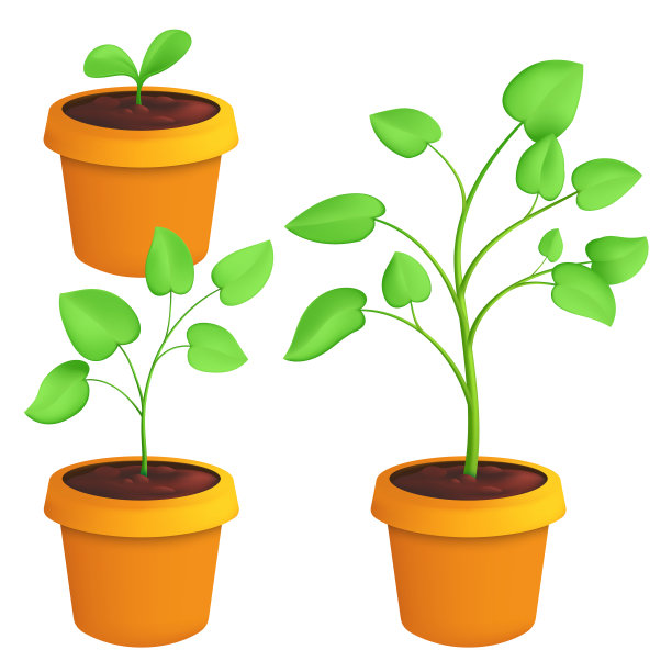 幼苗生长的不同阶段。载体植物组插图的绿色芽与叶在盆栽孤立在白色的背景图片下载