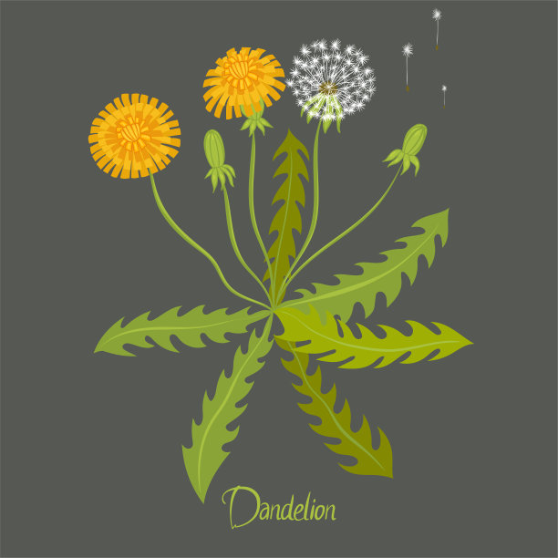 在灰色背景上的蒲公英插图。植物印。矢量图形。图片下载