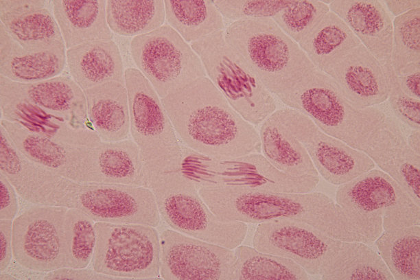 洋葱根尖和根尖有丝分裂细胞的显微镜观察。图片下载