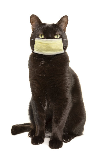 滑稽的黑猫在面具孤立在白色图片下载