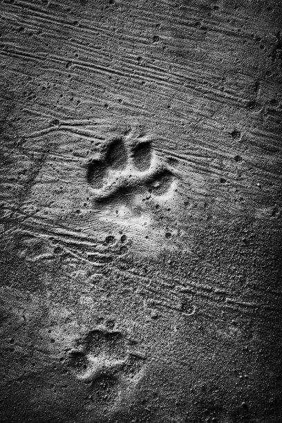 狗的脚印图片下载