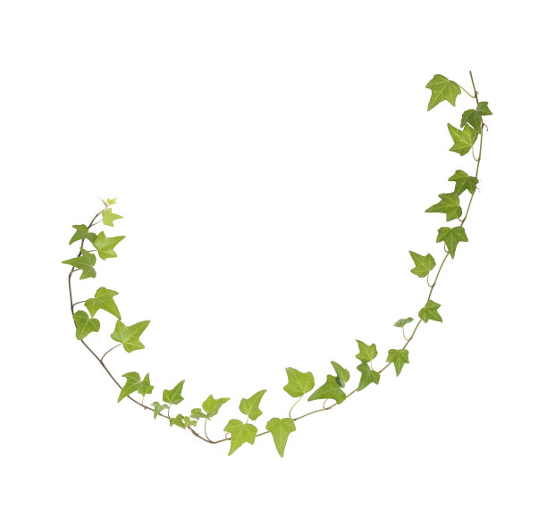 在白色上孤立的常青藤叶子图片下载