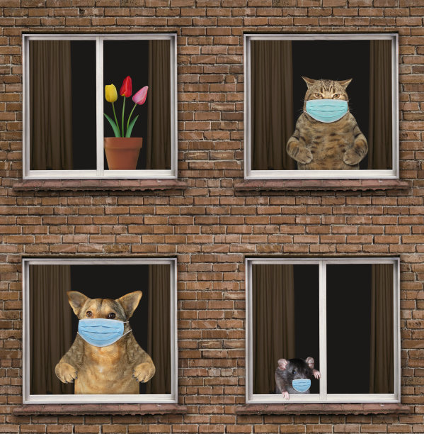 猫与狗和老鼠被隔离图片下载