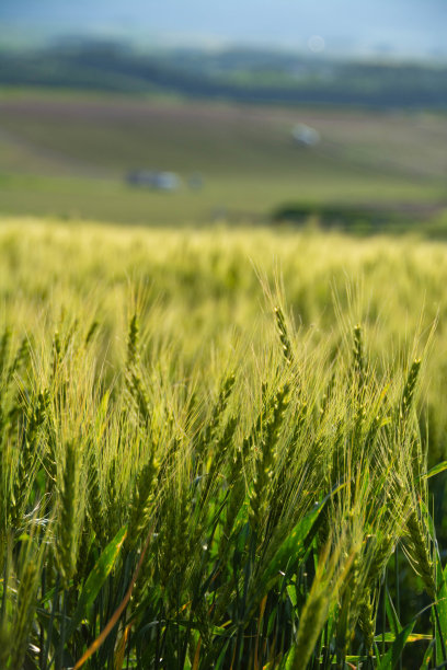 绿色的麦田图片下载