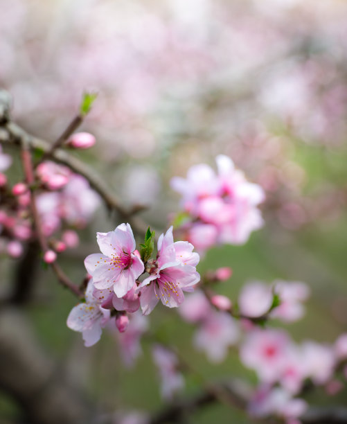 中国春天的桃花图片下载