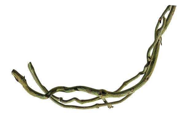 木根。螺旋扭曲的丛林树枝，藤本植物孤立在白色背景，自然框架丛林边界，花的设计。包括剪切路径。高清图像和大分辨率。可以用作墙纸吗图片下载