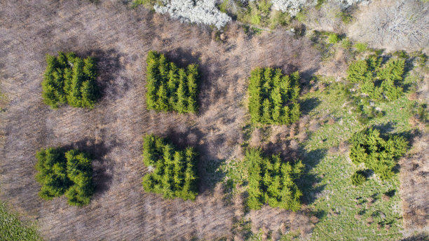 森林地区春季鸟瞰图图片下载
