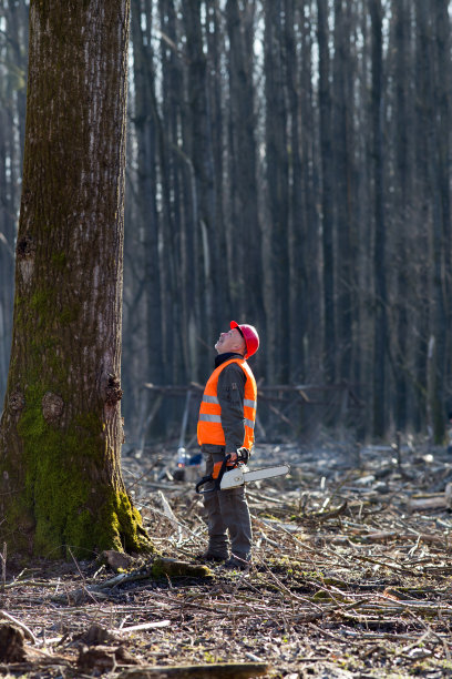 伐木工人用电锯看树图片下载