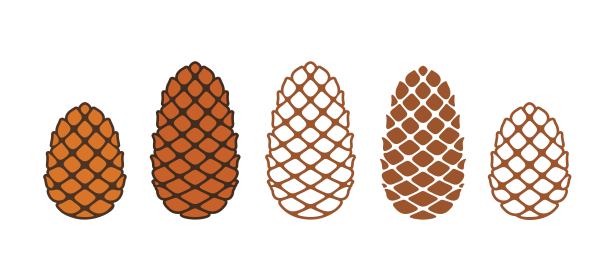 松子的标志。白色背景上孤立的松子。雪松图片下载