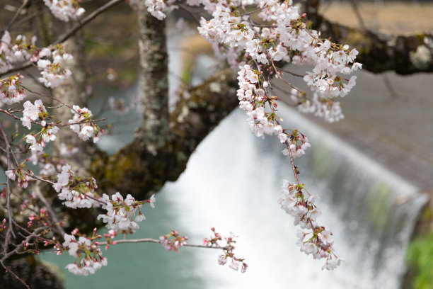 樱花盛开的树图片下载