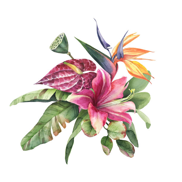 水彩花束，绿叶，粉红色和黄色热带花孤立在白色的背景。图片下载