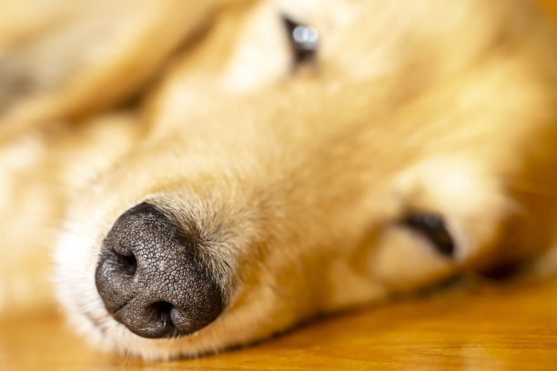 漂亮的腊肠狗在地板上睡得很香。狗的脸的特写。图片下载