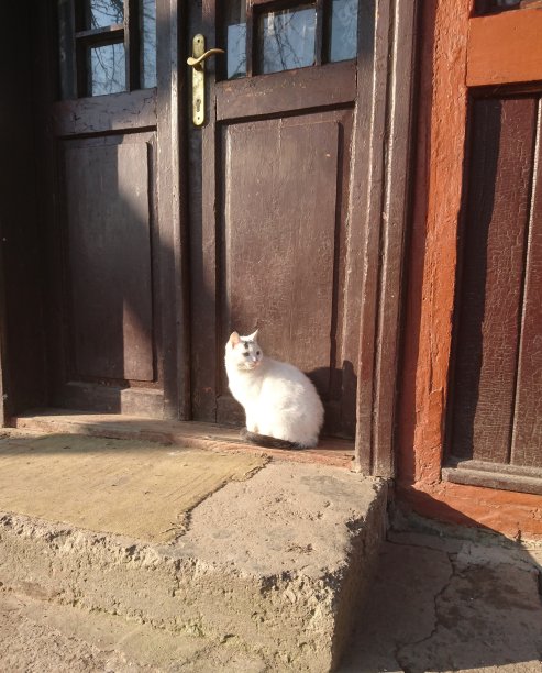 一只白猫站在一栋老房子的台阶上。欧洲山区的一个小村庄图片下载
