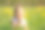少女在草地上吹着蒲公英，夏日的背影模糊了图片下载