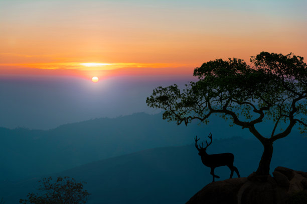鹿带着牡鹿站在岩石的顶端，背景是高山和森林，风景是剪影。素材图片