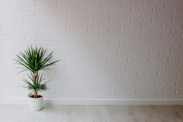 在带有砖砌背景的公寓的花盆里种植植物图片下载