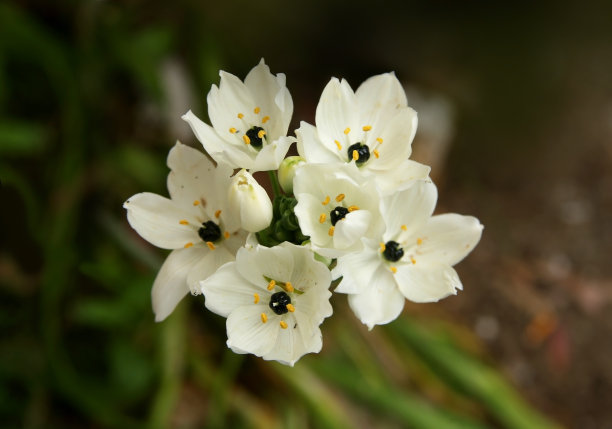 一个紫色的野生风信子花束的特写图片下载