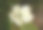 一个紫色的野生风信子花束的特写图片下载