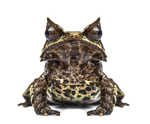 面对镜头的长鼻角蛙，被孤立图片下载