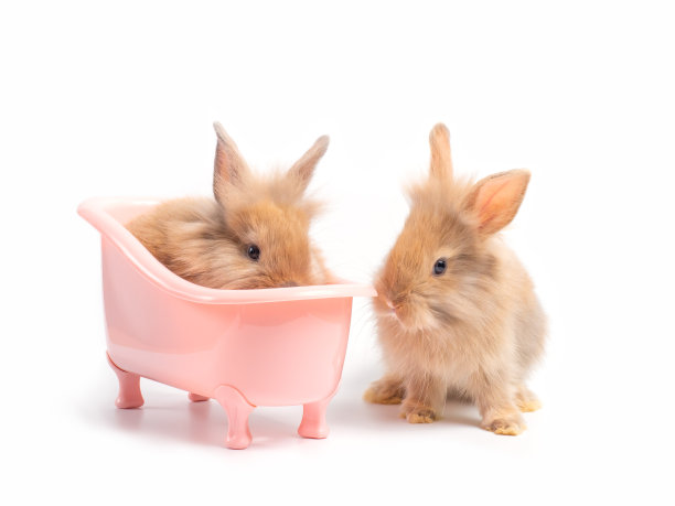 可爱的兔子图片素材ID：355032654