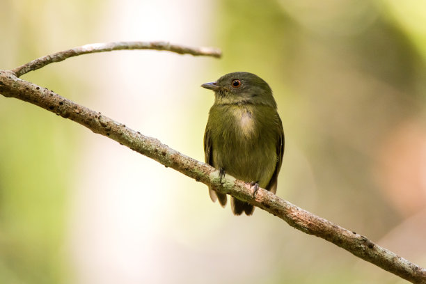 红发侏儒鸟摄于圣埃斯皮里托的林哈拉斯。巴西东南部。图片下载