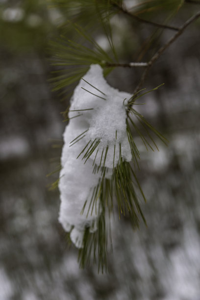 雪霜松针图片下载