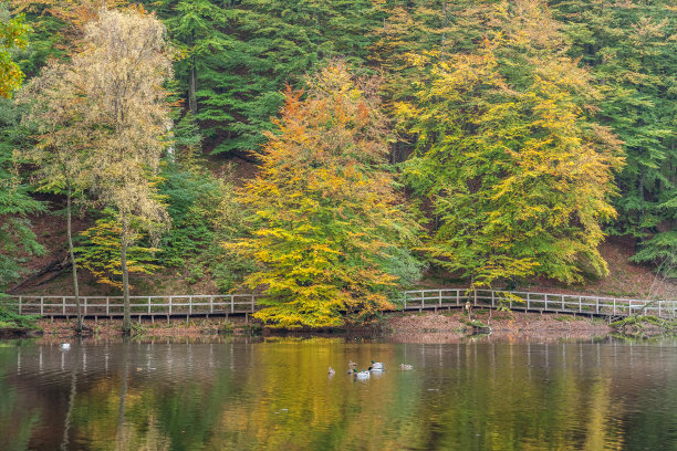 海岸和倒影从秋天的彩色森林的水，图片来自瑞典北部。图片下载