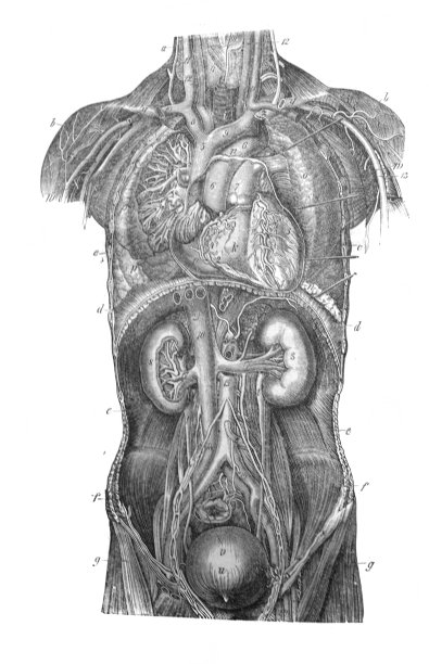 博克1870年在圣彼得堡所著的旧书《人体》中对人体内部器官的解剖图片下载