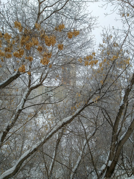 鄂木斯克市的冬季公园。图片下载