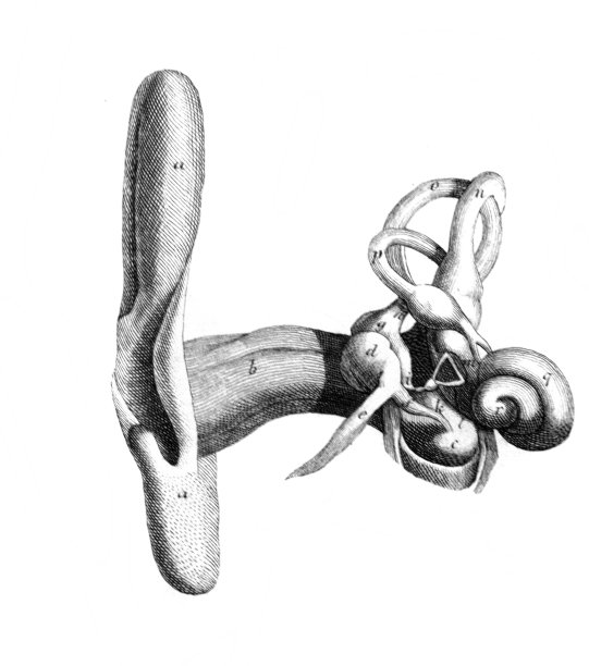 《人类解剖学地图集》中耳朵的结构，k·e·博克，1875年，圣彼得堡图片下载