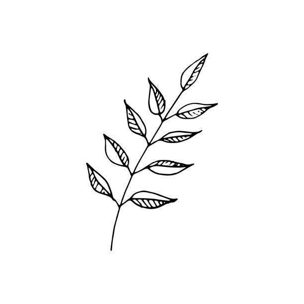 可爱的单手绘制花卉元素。涂鸦矢量插图的婚礼设计，标志和贺卡。图片下载