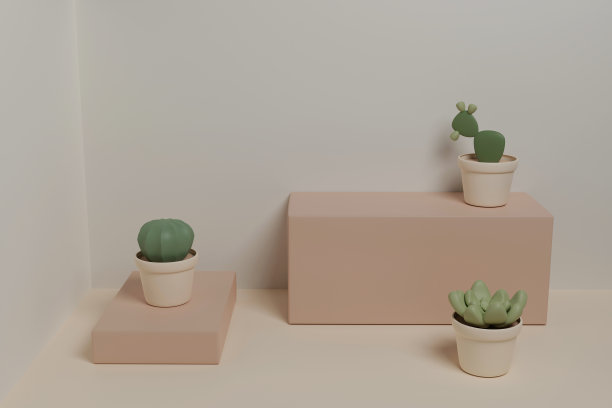 仙人掌、仙人球和多肉植物的盒子3D设计图片下载