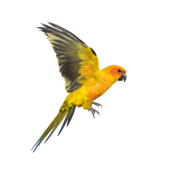 太阳鹦鹉，鸟，夏至，飞行，孤立图片下载