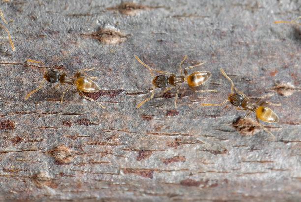 一群小蚂蚁在树枝上奔跑的微缩照片图片下载