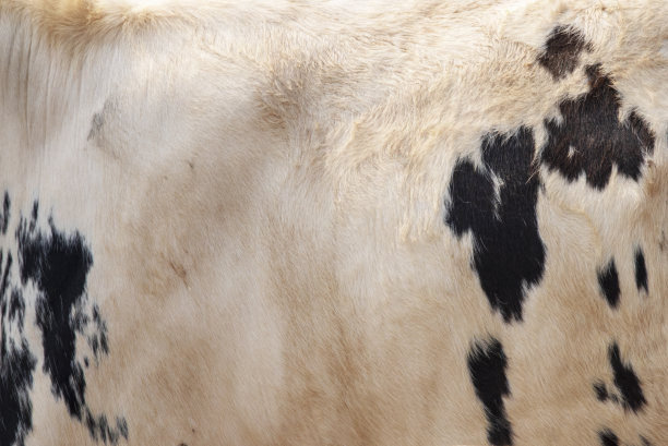 真皮牛皮设计。图片下载