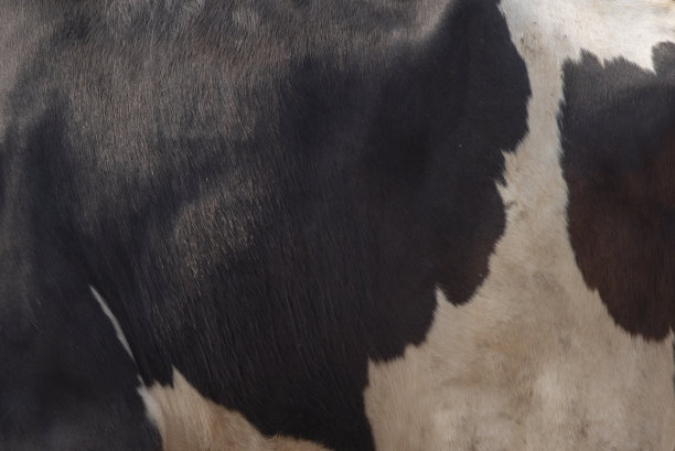 真皮牛皮设计。图片下载