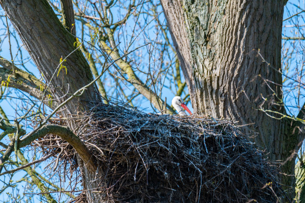 一只鹳坐在它的巢里，用蓝色的背景等待图片下载