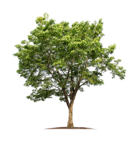 树孤立的白色背景图片下载