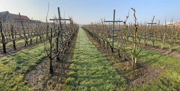 防冻果园图片下载