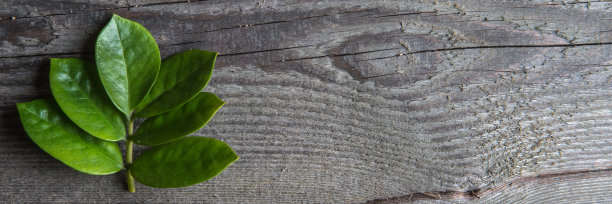 木材上的绿叶图片下载